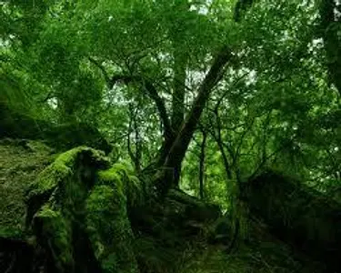 earth