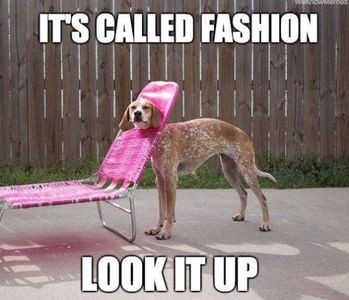 dog!