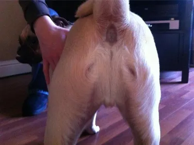 a phat bumhole will open up and swallow you whole leaving u dead