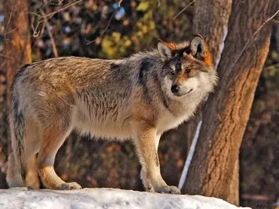 Red Wolf
