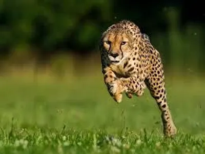 Cheetah