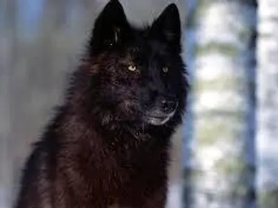 Black Wolf