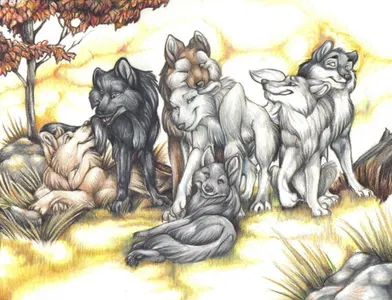 The Pack Life
