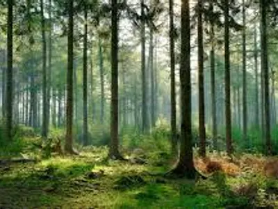 Forest