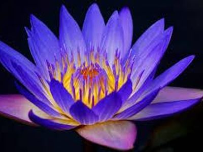 Water Lily