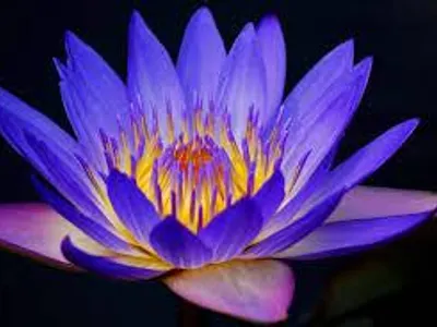 Water Lily