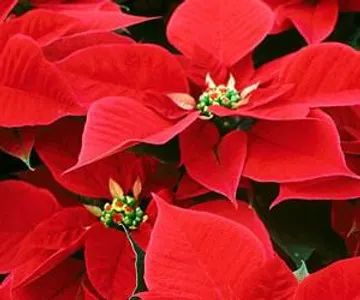 Poinsettia