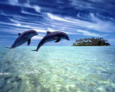 Sea animal!