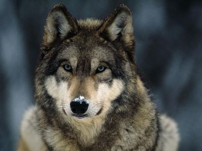 Grey Wolf