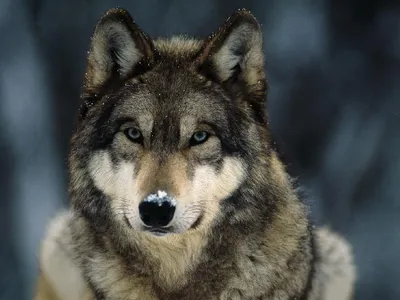 Grey Wolf