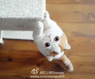 Snoopy