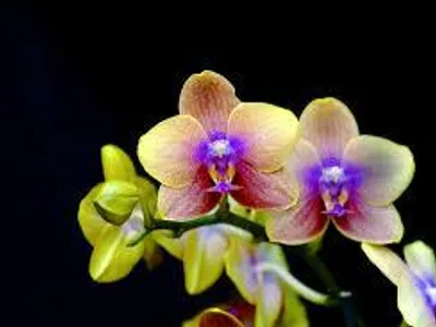 Orchid