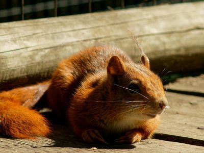 Sunny Squirrel