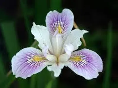 Iris
