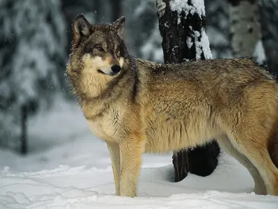 Gray Wolf