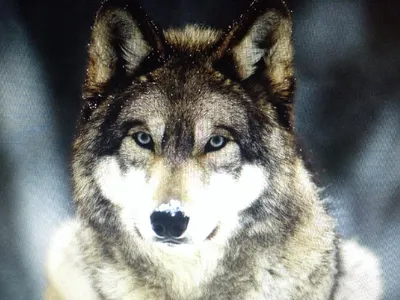 Wolf