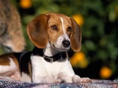 Beagle Beagle