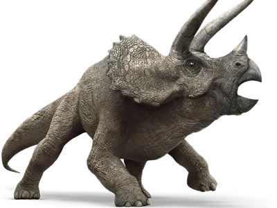 Triceratops