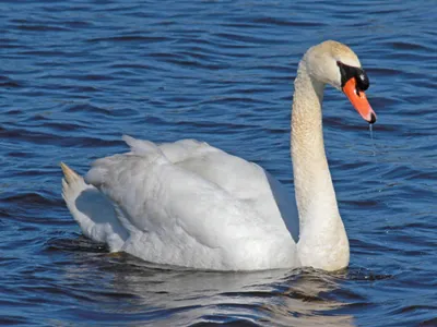 Swan