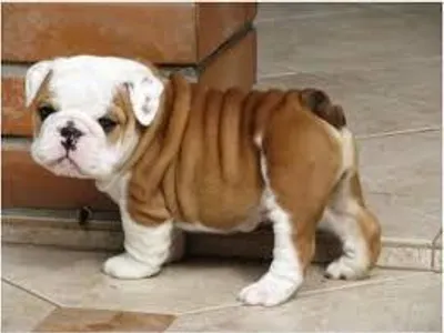You are a Dog freind