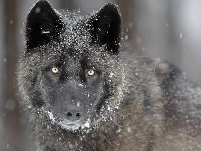 The Lone Wolf