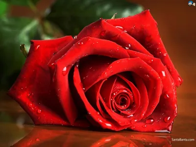 You are a rose! ?