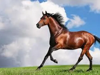 Horse