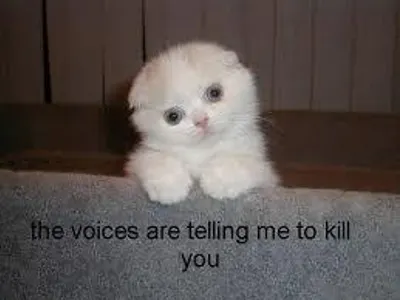 mest up cat!