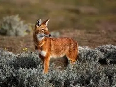 Ethiopian Wolf