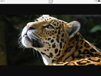 Jaguar