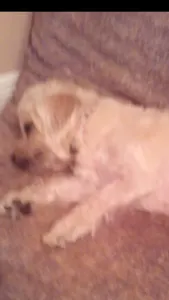 Rosie