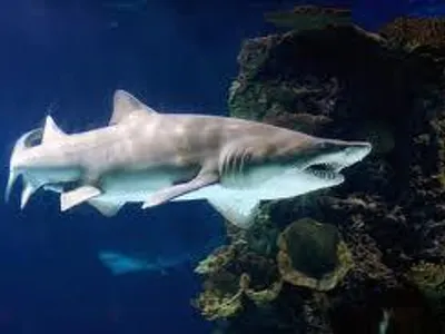 Shark