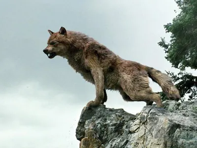 Werewolf