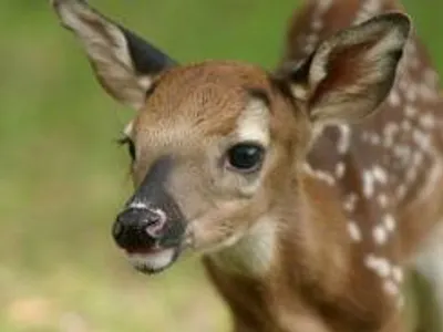 Deer