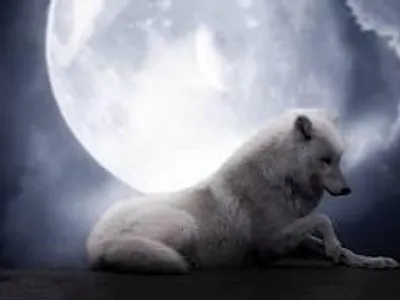 Arctic wolf