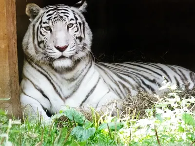 You are a white tiger