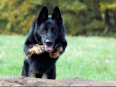 German shepherd