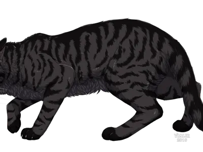 Nighthawk of ShadowClan