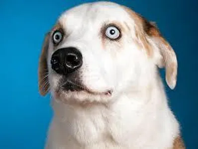 You are a DOG!