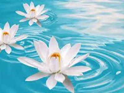 Water