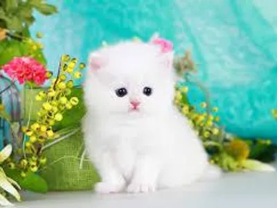white cat