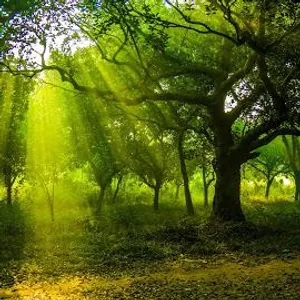 Forest