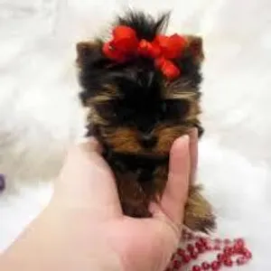 Do you like small animals
