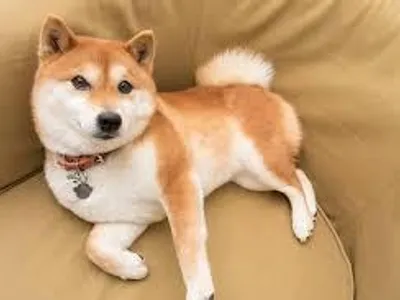 You smort yesh