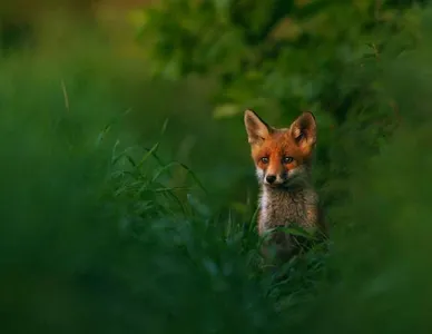 Fox