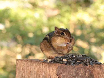 Cheeky Chipmunk