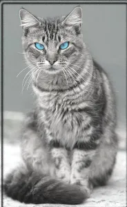 Featherwing she-cat