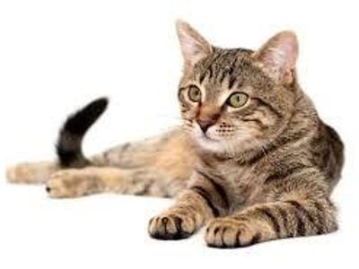 Cat!