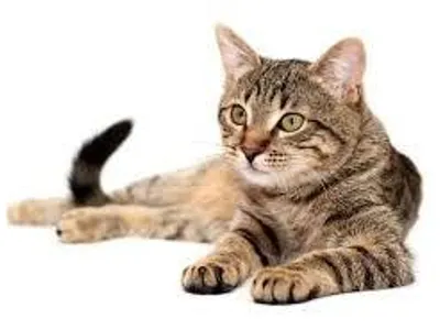Cat!