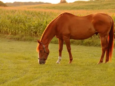 Horse